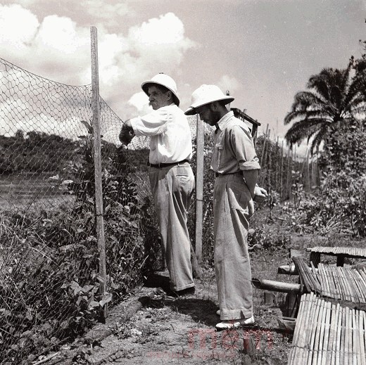 Albert Schweitzer dans le potager de l'hôpital de Lambaréné, vers 1962