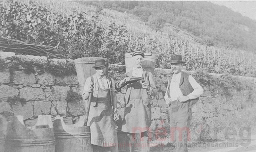 Bei der Traubenernte, um 1915