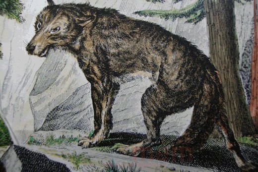 Un loup