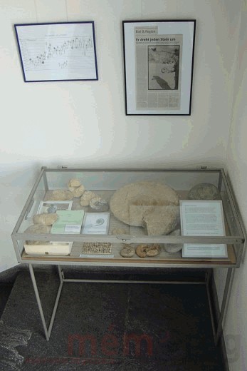 Die Vitrine mit dem Ammoniten Gravesia gigas