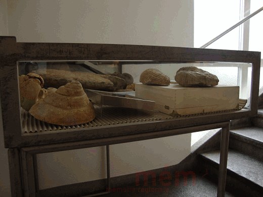 Ausstellung Max Antenen. Die Vitrine zum Ammoniten Gravesia gigas