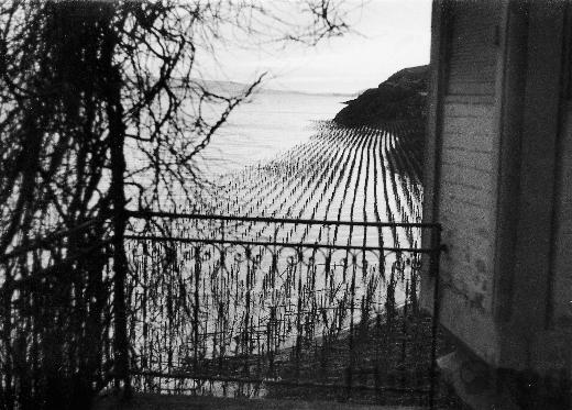 Überschwemmung in Tüscherz-Alfermée, 1955