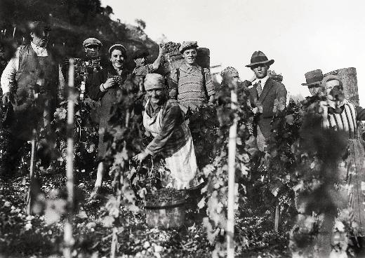 Les vendanges