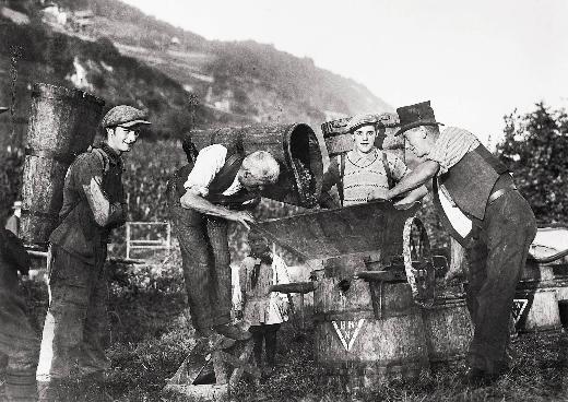 Les vendanges à La Neuveville