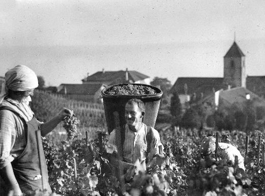 Weinlese in Twann