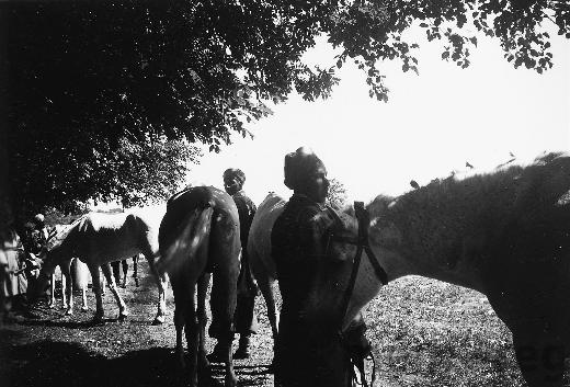 «Spahis» mit ihren Pferden bei Ipsach, 1940