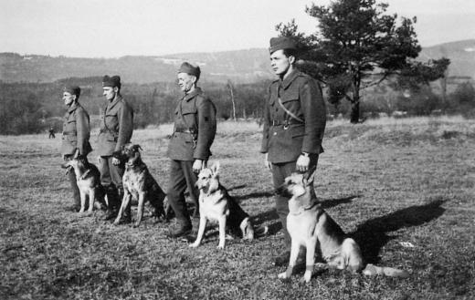 Wachhunde beim Interniertenlager Büren, um 1940