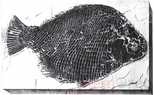Dapedius punctatus AGASS., ein fossiler Fisch